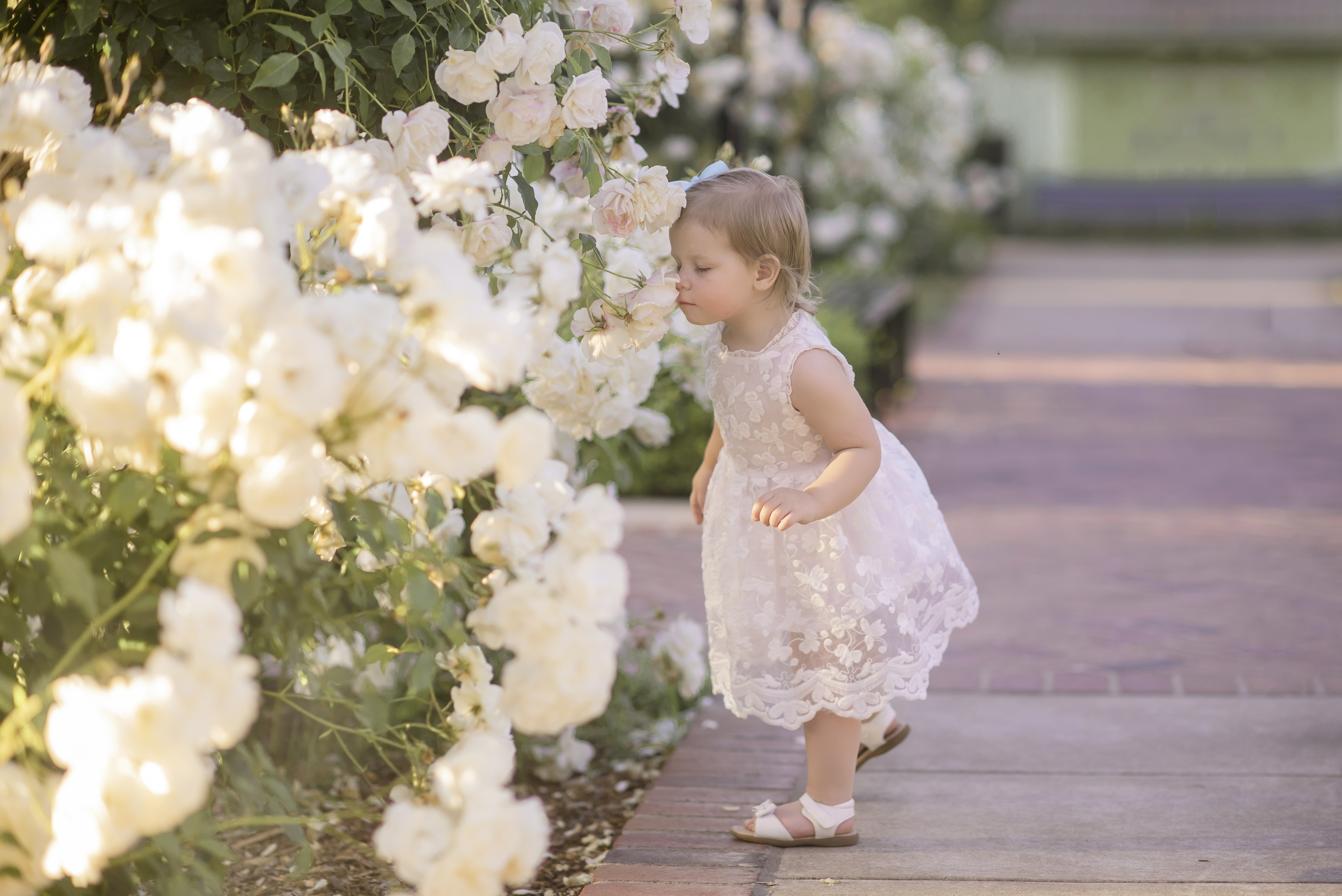 Sacramento rose garden photoshoot places for pictures Kids photographer Roseville Sacramento Rocklin Elk Grove Yuba city Folsom Eldorado Hills Vacaville Stockton roses